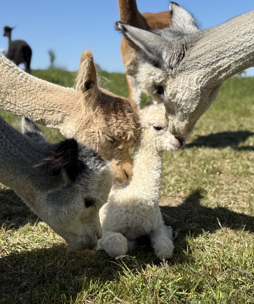 Barnacre Alpacas tweet media