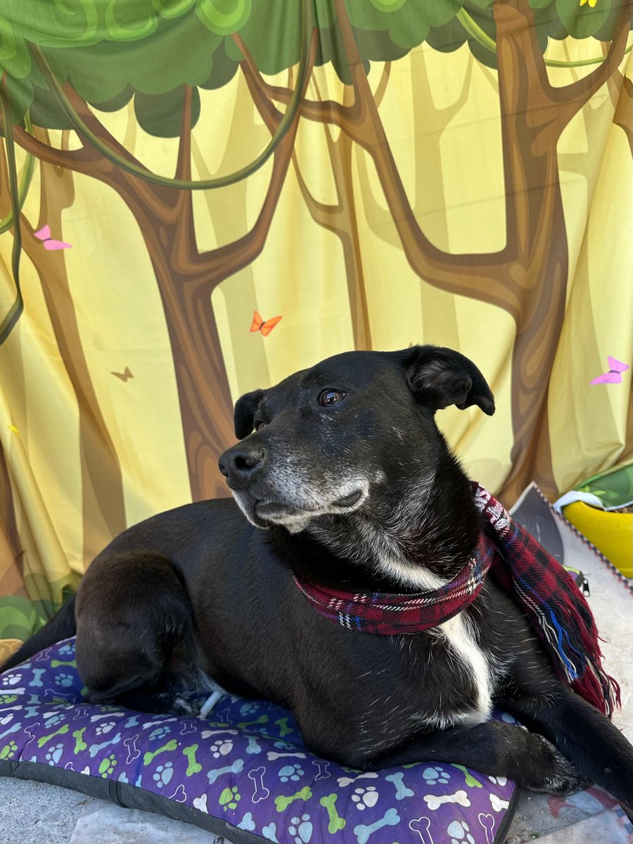 É Caramelo ou pretinho que vcs querem?