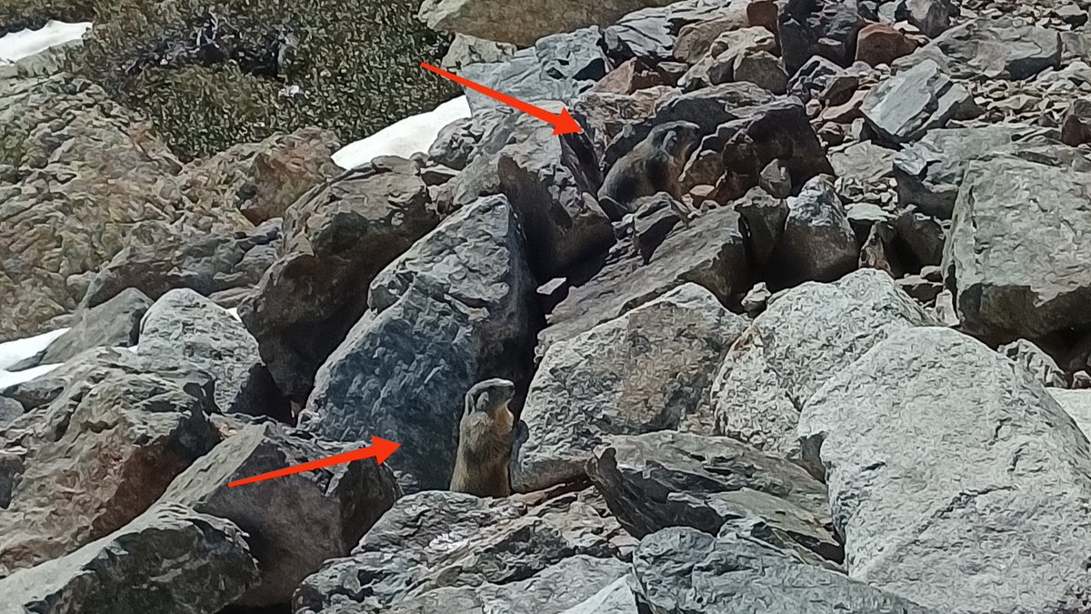 erika_colomer's tweet photo. Quin fotimer de marmotes que hem vist aquest matí! Són curioses però espantadisses: si ens hi acostàvem més, s'amagaven sota les roques. #marmotes #primavera #Andorra https://t.co/shthmqvruy