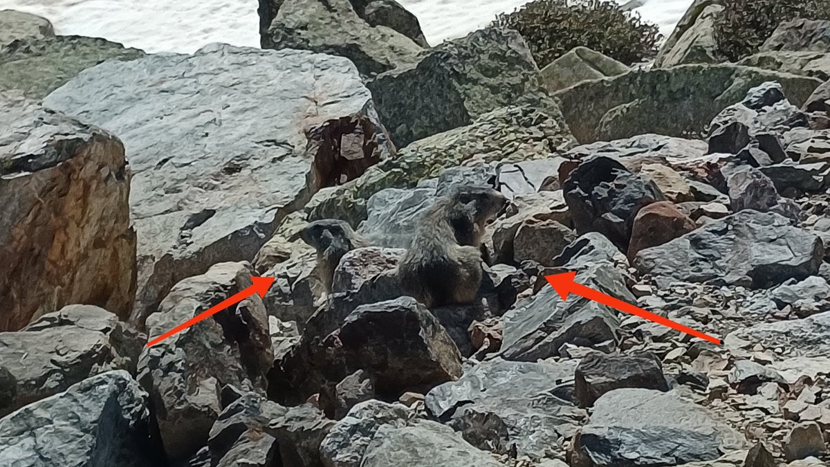erika_colomer's tweet photo. Quin fotimer de marmotes que hem vist aquest matí! Són curioses però espantadisses: si ens hi acostàvem més, s'amagaven sota les roques. #marmotes #primavera #Andorra https://t.co/shthmqvruy