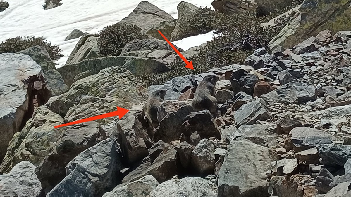 erika_colomer's tweet photo. Quin fotimer de marmotes que hem vist aquest matí! Són curioses però espantadisses: si ens hi acostàvem més, s'amagaven sota les roques. #marmotes #primavera #Andorra https://t.co/shthmqvruy