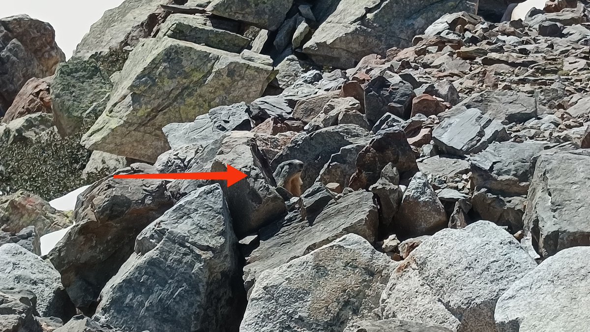 erika_colomer's tweet photo. Quin fotimer de marmotes que hem vist aquest matí! Són curioses però espantadisses: si ens hi acostàvem més, s'amagaven sota les roques. #marmotes #primavera #Andorra https://t.co/shthmqvruy