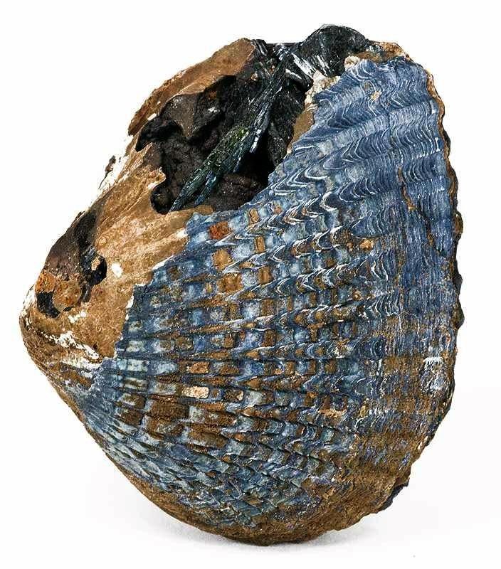 anatoetabio's tweet photo. HILDAKOEN MINERALA!💀🔮
Vivianita burdinezko fosfato hidratatu bat da, materia organikoa deskonposatzen ari den inguruneetan eratzen dena. Giza gorpuetan aurkitu izan ahal da, baita mamut letaginetan eta K.a. 3.000 urteko giza gorpuzkietan ere.
#Minerals #Science #Geology https://t.co/SPrP7djWWF