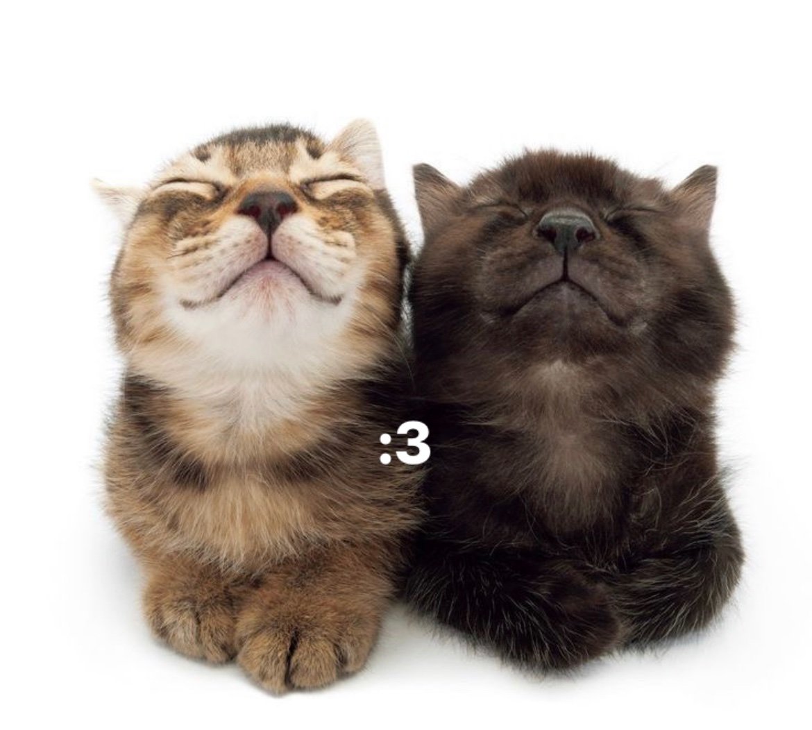 Miaw (@miaw) on Twitter photo 