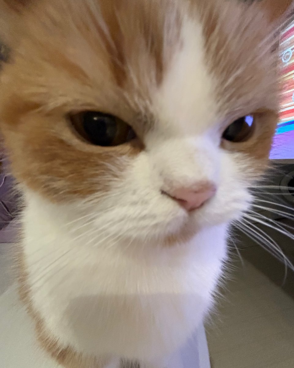 catsareblessing's tweet photo. 😾😾 https://t.co/T5dK8g7SIc