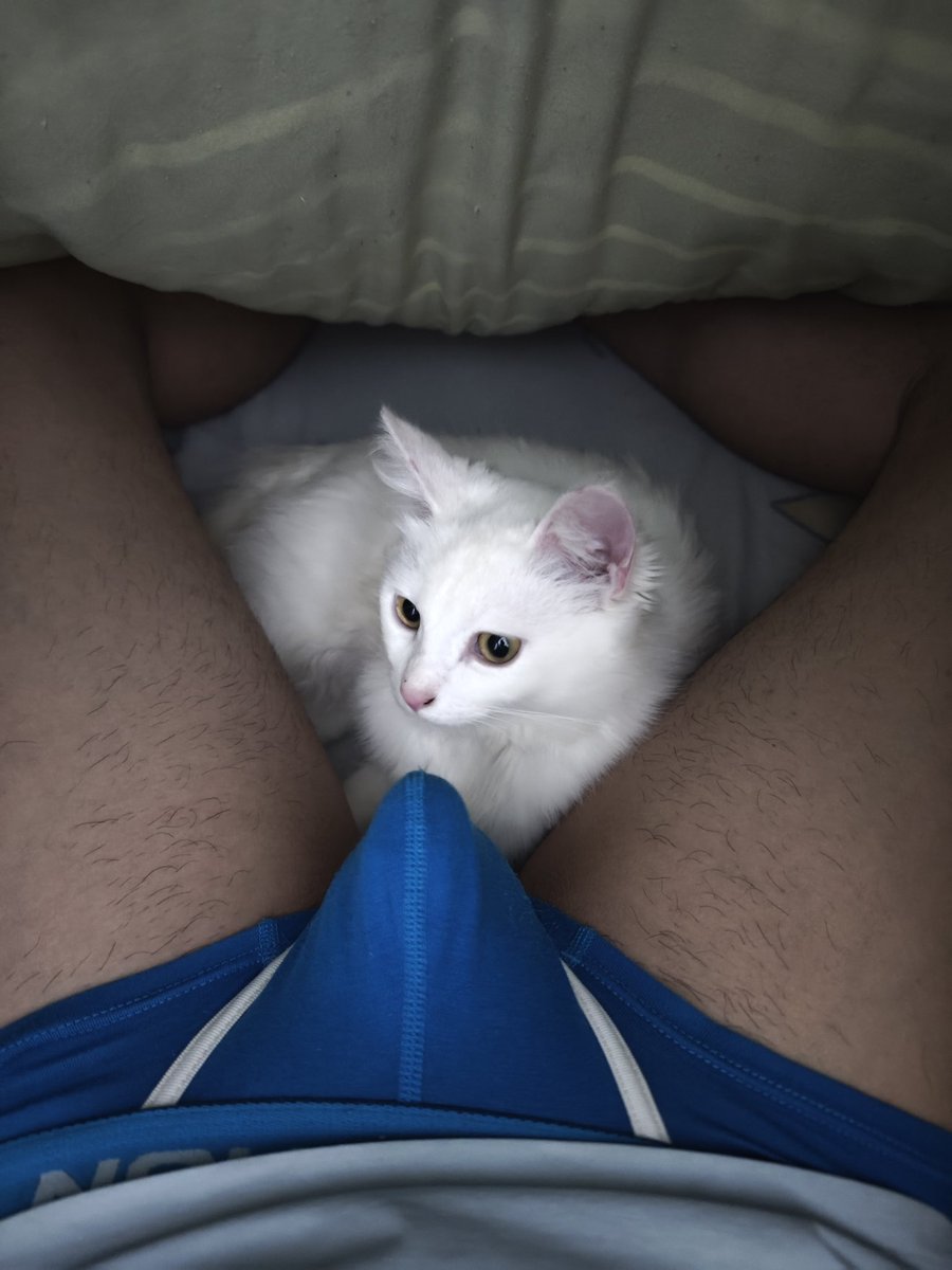 TetsuyaMorimoto's tweet photo. 喵🐱 https://t.co/eQOSCa0mqH