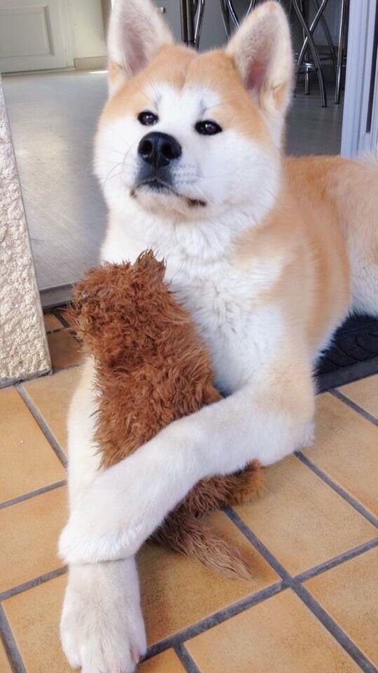 "какой бы вы были собакой"
хочу думать, что я акита