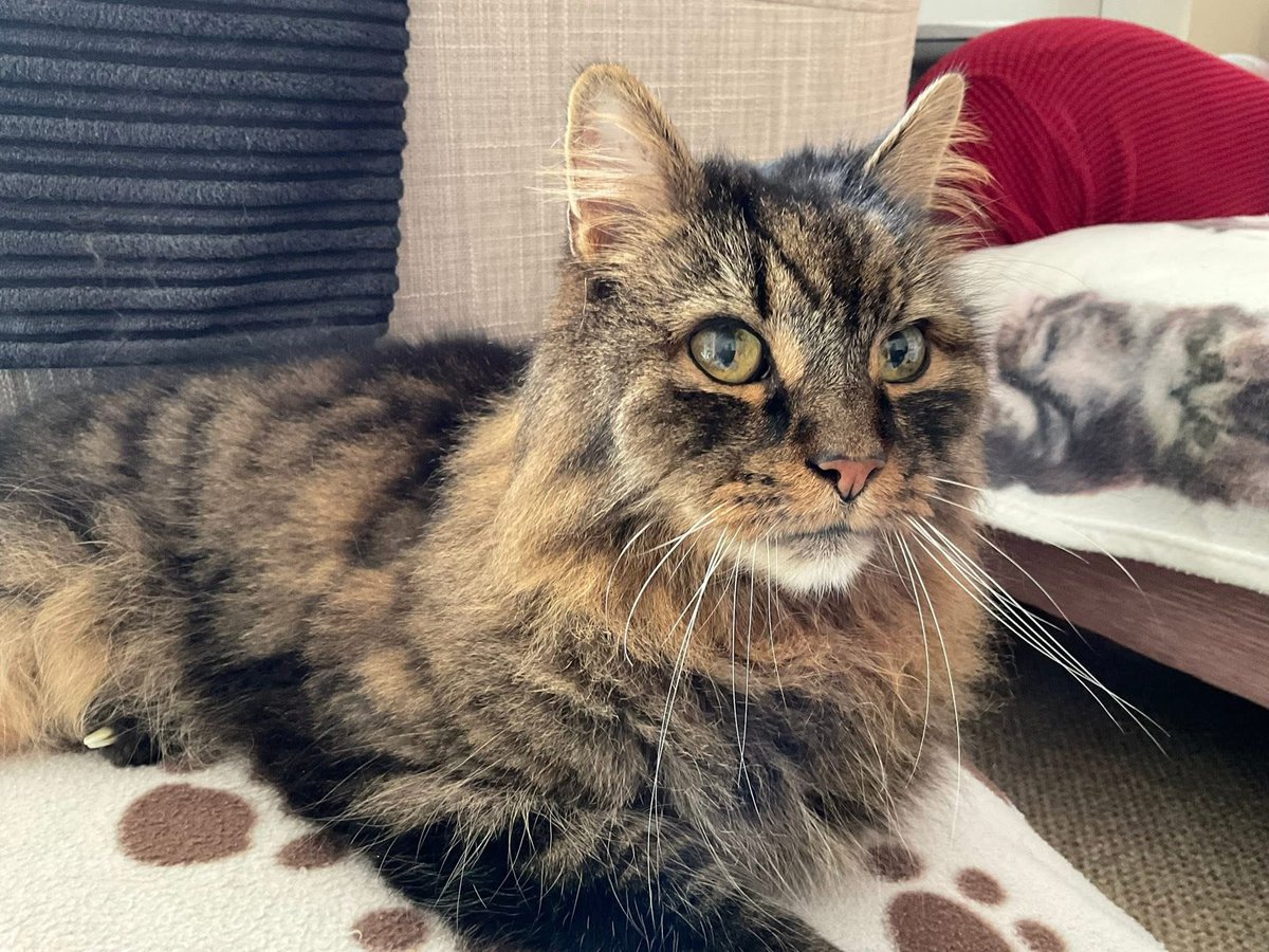 Happy Caturday everyone!!! 🐾🐾😺😺#CatsOnTwitter #CatsOfX #Caturday #SaturdayVibes #superseniorcatsclub