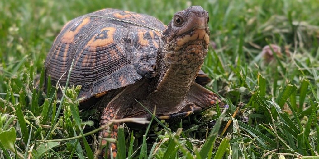 ohiodnr's tweet photo. May &amp; June are peak nesting season for Ohio’s 11 turtle species. You may encounter more turtles during this period, especially when they're crossing roadways. Be sure to move the turtle in the direction it is travelling, otherwise it may turn back around &amp; cross the road again. https://t.co/MxMtaA9KZx