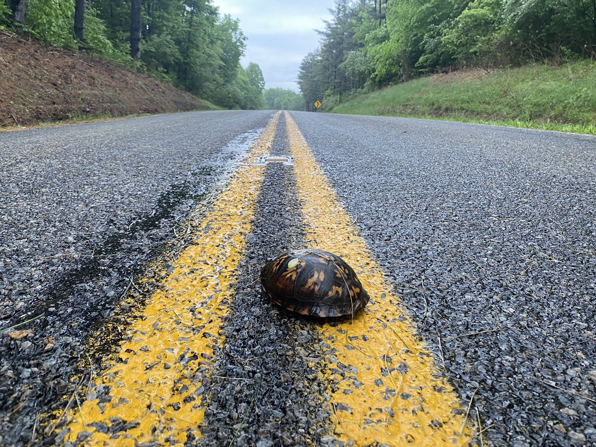ohiodnr's tweet photo. May &amp; June are peak nesting season for Ohio’s 11 turtle species. You may encounter more turtles during this period, especially when they're crossing roadways. Be sure to move the turtle in the direction it is travelling, otherwise it may turn back around &amp; cross the road again. https://t.co/MxMtaA9KZx