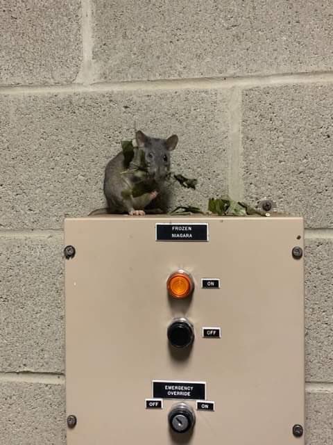 MammothCaveNP's tweet image. National Pack Rat Day is observed annually on May 17th. It's a day to reflect on the tendency to collect and hoard items, or to celebrate the real pack rats (woodrats). The Allegheny woodrat (Neotoma magister) can sometimes be seen near cave entrances.