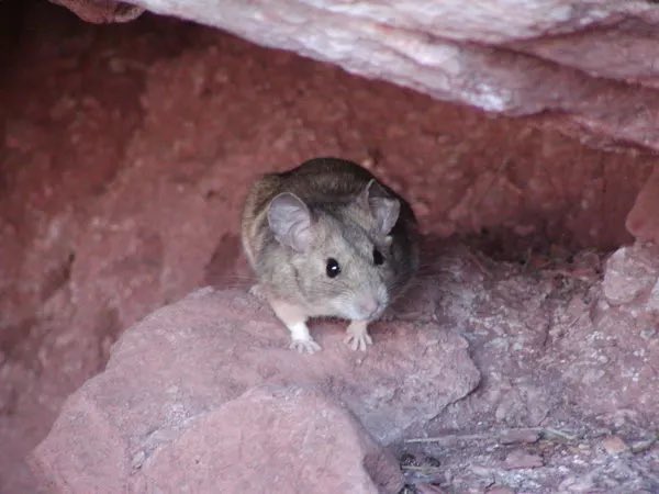 MammothCaveNP's tweet image. National Pack Rat Day is observed annually on May 17th. It's a day to reflect on the tendency to collect and hoard items, or to celebrate the real pack rats (woodrats). The Allegheny woodrat (Neotoma magister) can sometimes be seen near cave entrances.