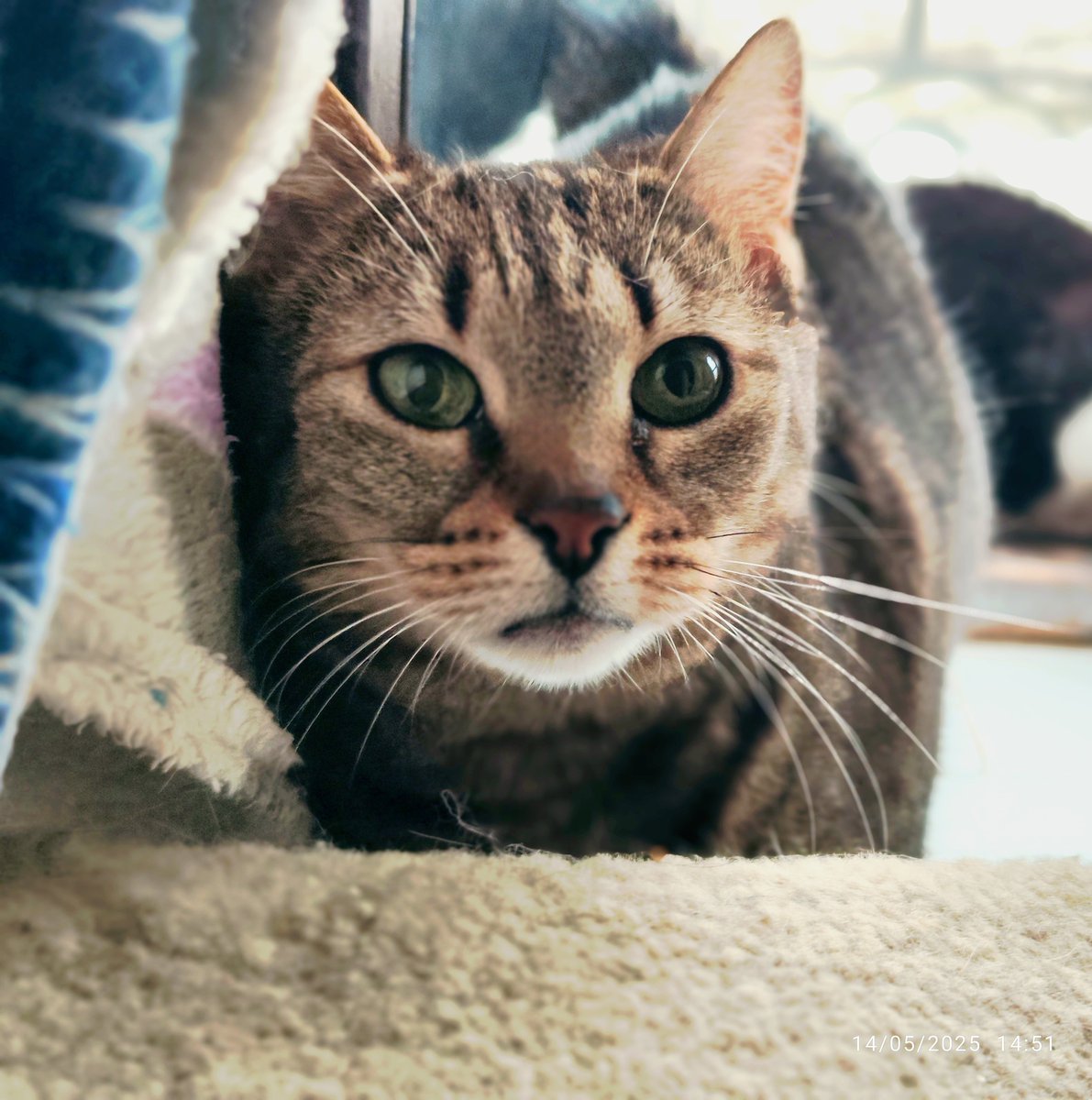 SosAbuelos1's tweet photo. #Segovia
Contacto: gatunayfelina@hotmail.com
Mi nombre es #LINSE, tengo 10 años.
Nací en la calle en un lugar peligroso.
Nuestra madre pasó muchos días buscando un lugar tranquilo donde escondernos.... algo muy difícil en la calle...
Nos atacaban otros gatos, había humanos que la asustaban, pegaban...
Ella estaba muy cansada y ya no tenía fuerzas... Nos llevó a una casa, bajo unas escaleras. Parecía un lugar seguro y así fue.
Era la casa de una de las chicas de gatuna felina❤️
En ese momento nos rescataron a todos y empezó nuestra nueva vida.
Soy muy buena, cariñosa y puedo viajar.