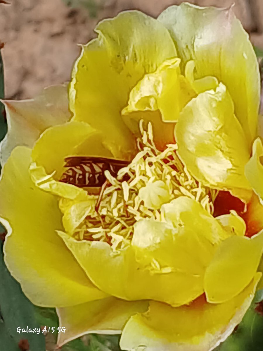 joni_kennedy's tweet photo. I'm not the only one loving my cactus blooms LOL #cactus #cactusbloom #yellowflowers #cactusroses #pricklypear #wasp #pollen #nature #naturephotography #naturalsunlight https://t.co/aXzRoOlMfO