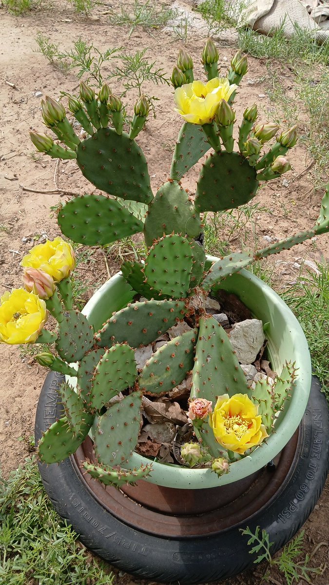 joni_kennedy's tweet photo. I'm not the only one loving my cactus blooms LOL #cactus #cactusbloom #yellowflowers #cactusroses #pricklypear #wasp #pollen #nature #naturephotography #naturalsunlight https://t.co/aXzRoOlMfO