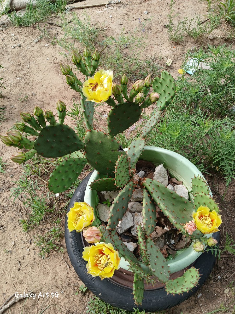 joni_kennedy's tweet photo. I'm not the only one loving my cactus blooms LOL #cactus #cactusbloom #yellowflowers #cactusroses #pricklypear #wasp #pollen #nature #naturephotography #naturalsunlight https://t.co/aXzRoOlMfO