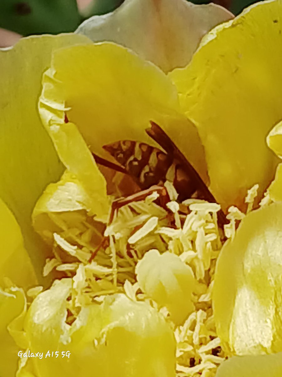 joni_kennedy's tweet photo. I'm not the only one loving my cactus blooms LOL #cactus #cactusbloom #yellowflowers #cactusroses #pricklypear #wasp #pollen #nature #naturephotography #naturalsunlight https://t.co/aXzRoOlMfO