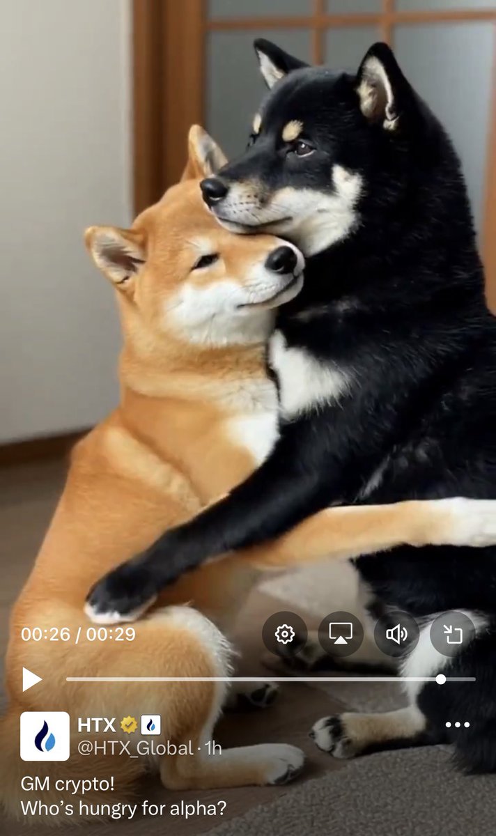 OxCryptoFan's tweet photo. @Yourpop8 $Cocoro 
The black shiba inu https://t.co/4dB4pmGRMJ