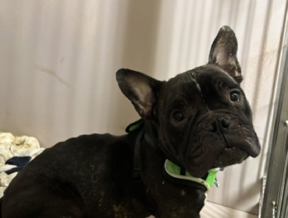 Colton needs a #Foster •  ⬇️ 

Almost Home Rescue Easton NY wants Colton but needs foster ⬇️ 

almosthomeny.com/apply