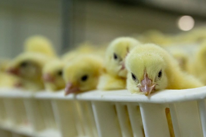 🐥 POV: I hatch. 
My brothers are tossed into a grinder on day 1; I’m debeaked without pain relief. 

My life starts with blades and burns—just so humans can eat my future eggs.

👉️ l8r.it/CT55

#eggtruth