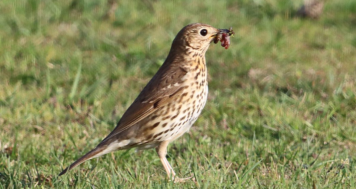 lyncs7's tweet photo. Song thrush gathering worms 🪱
#Birdwatching #birdphotography #birds #BirdsSeenIn2025 https://t.co/0Tvr3f2fNz