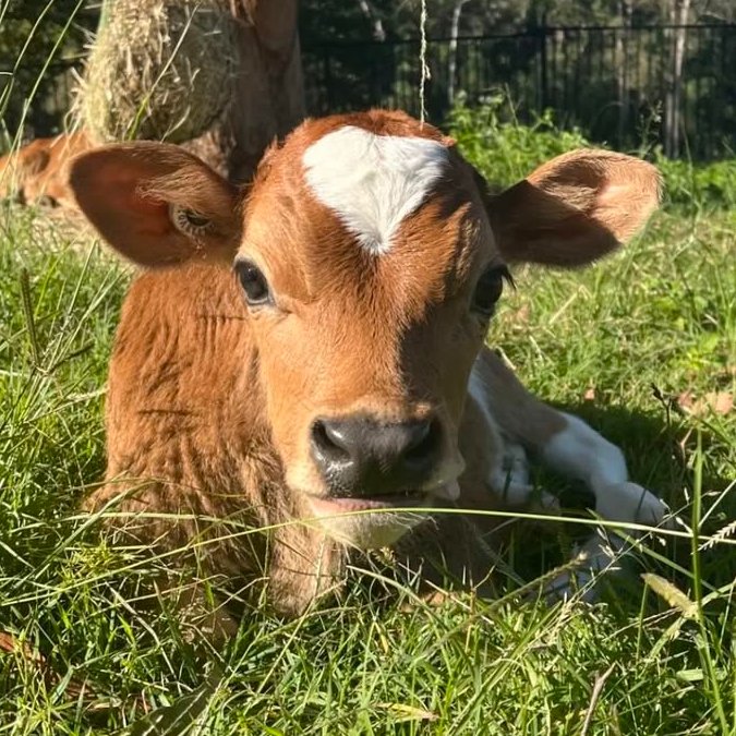 CowoftheDay1's tweet photo. 📅 22nd May 2025
🐮 Teddy
🏷️ Instagram/tilthecowscomehomeau
💕 #animaloftheday https://t.co/cmObvB7VTH