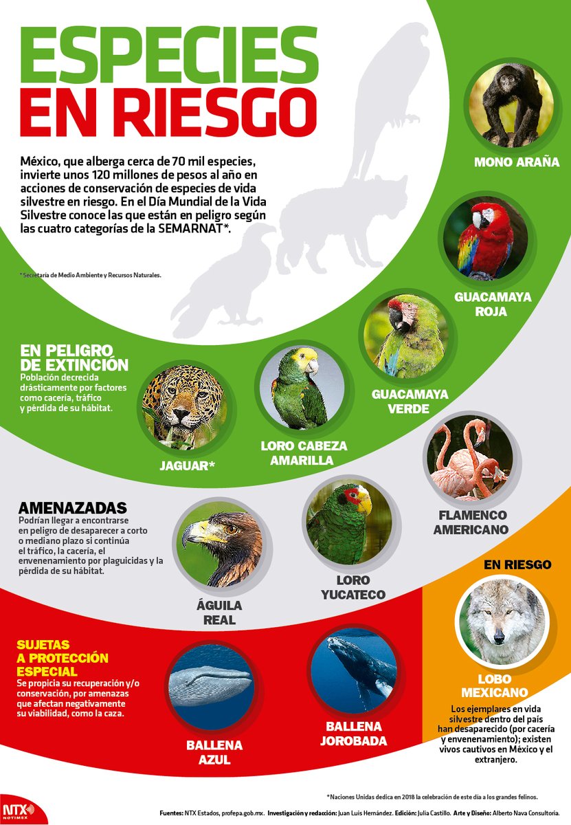 NaturaGto's tweet photo. #Efemérides #Conservación #Mayo #DíaDeLasEspeciesAmenazadas #EndangeredSpeciesDay: ¿#SabiasQue México reconoce 4 categorías de especies en algún tipo de riesgo? https://t.co/40Ghn3TJjN via @PROFEPA_Mx #Infografía por #Notimex via @HOYTamaulipas https://t.co/JgCOBgVAG7 https://t.co/yzNG6lyjgm