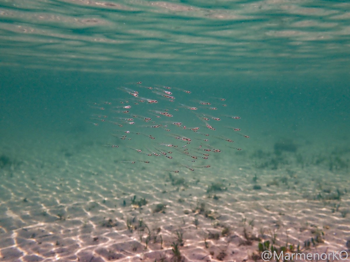 #Marmenor 17/05/25 🐣🍼
Un pequeño banco de boquerones, con apenas unas semanas de vida, se desliza casi imperceptible en el agua. No miden más de un centímetro de largo y apenas alcanzan los dos milímetros de ancho 🔎