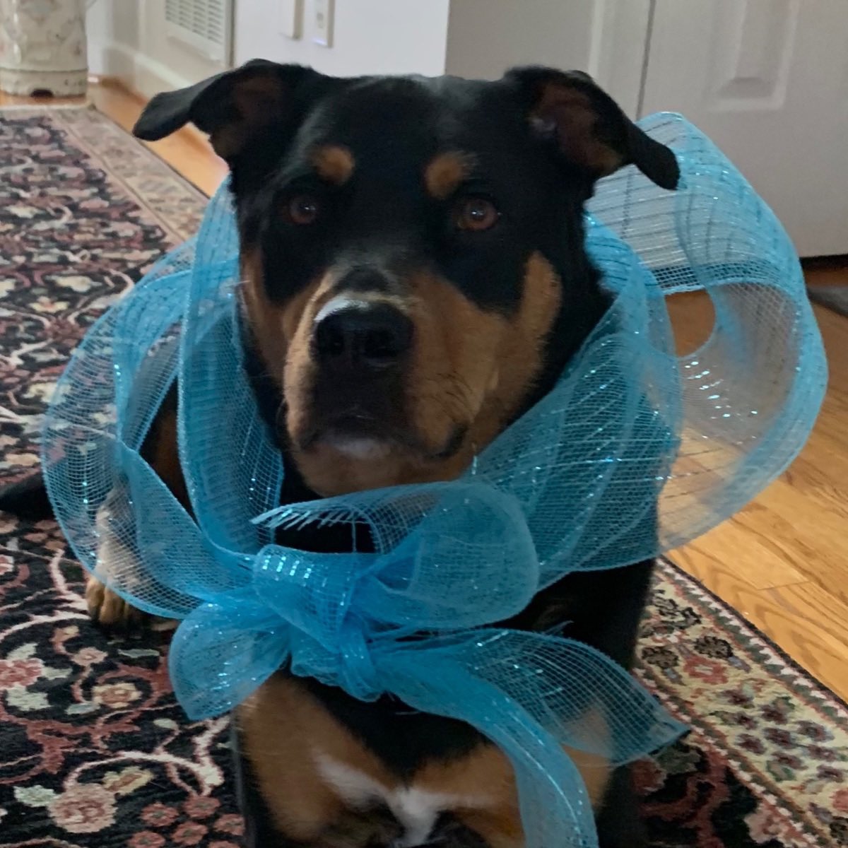 pgay82's tweet photo. @TweeetsOfDogs Bella ♥️ https://t.co/lHmdrzAjdP