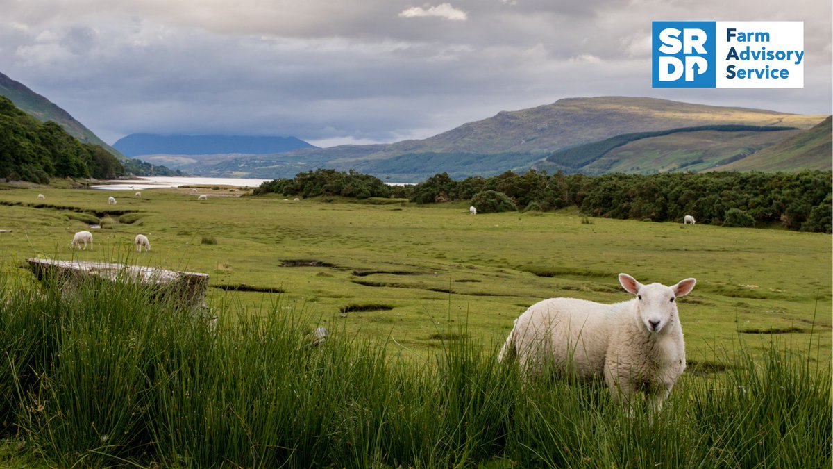 Boost your #ScottishFarming business’s resilience and safeguard your wellbeing. 📈👩‍🌾 Review your business's assets, risks and opportunities and analyse finances.

Get £5.2k in funds through FAS for a holistic business review and specialist advice 👉 fas.scot