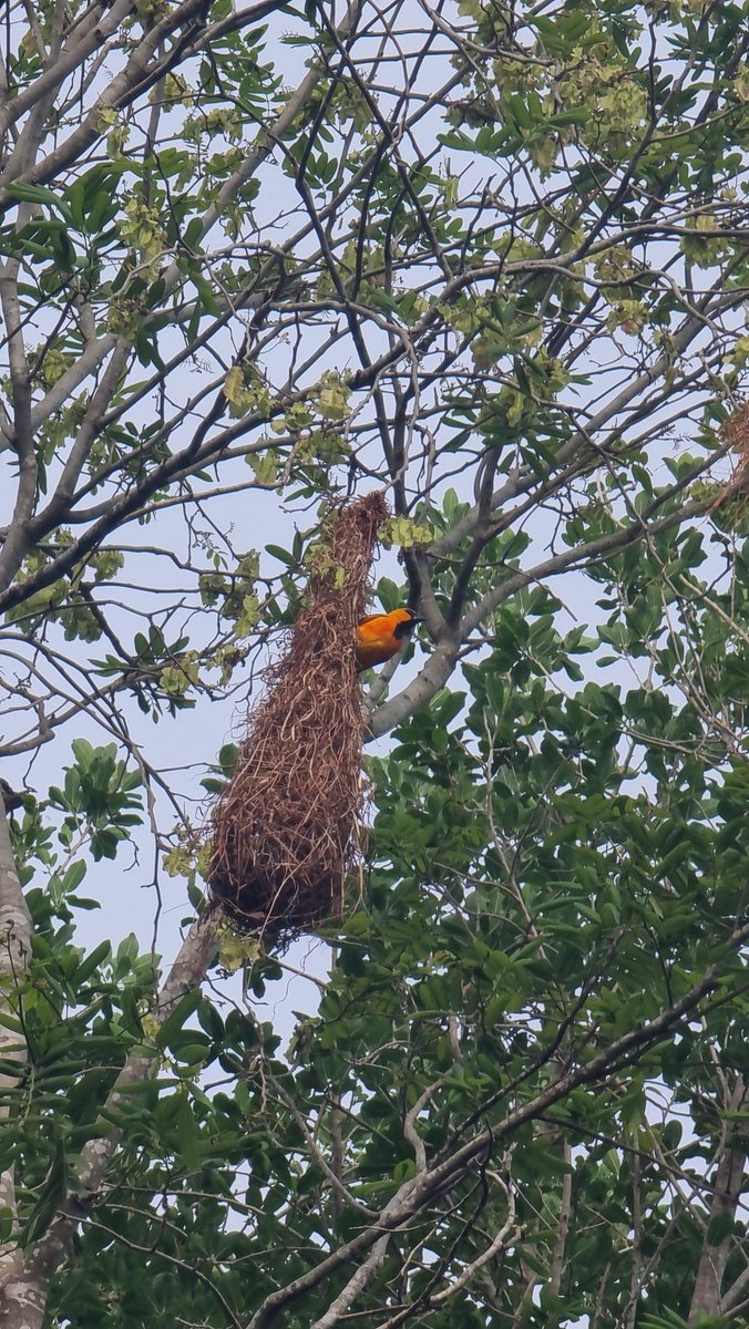 Можно я буду сюда выкладывать фотографии животных, которых встречаю. Просто потому что они классные. 
Вот, например. Масковые трупиалы: на крыше и после кормления птенцов в гнезде. Их гнезда, это прям темя для отдельной дискуссии. И ни ветер, ни тропические ливни им не страшны.