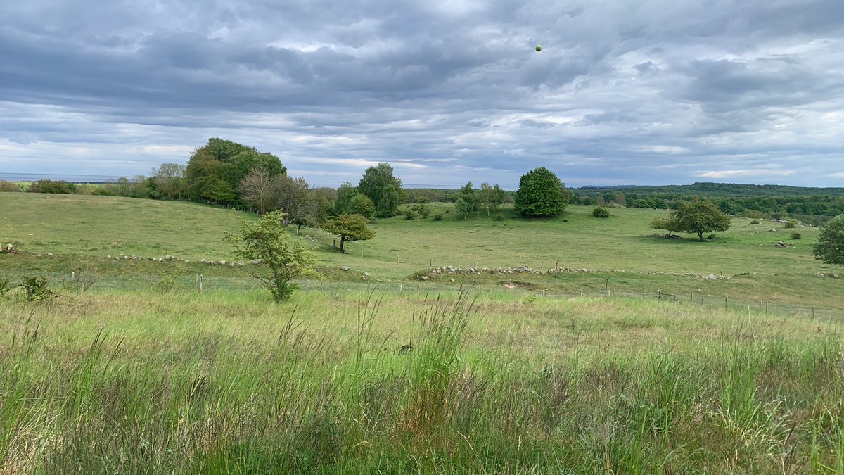 Johan Rünow tweet media