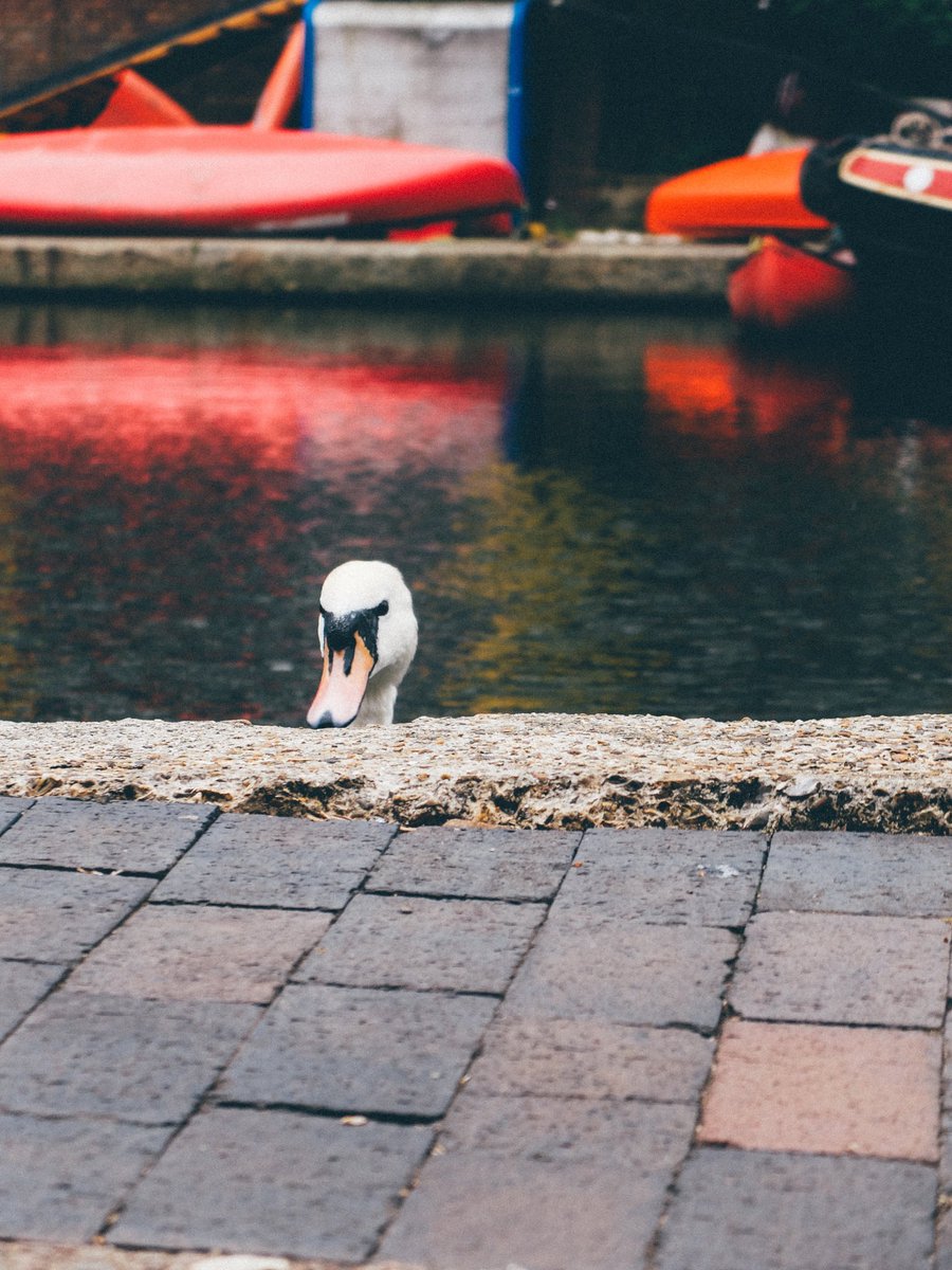 Ticking the swan off the #StrikeTour25 bingo card even before the tour started.