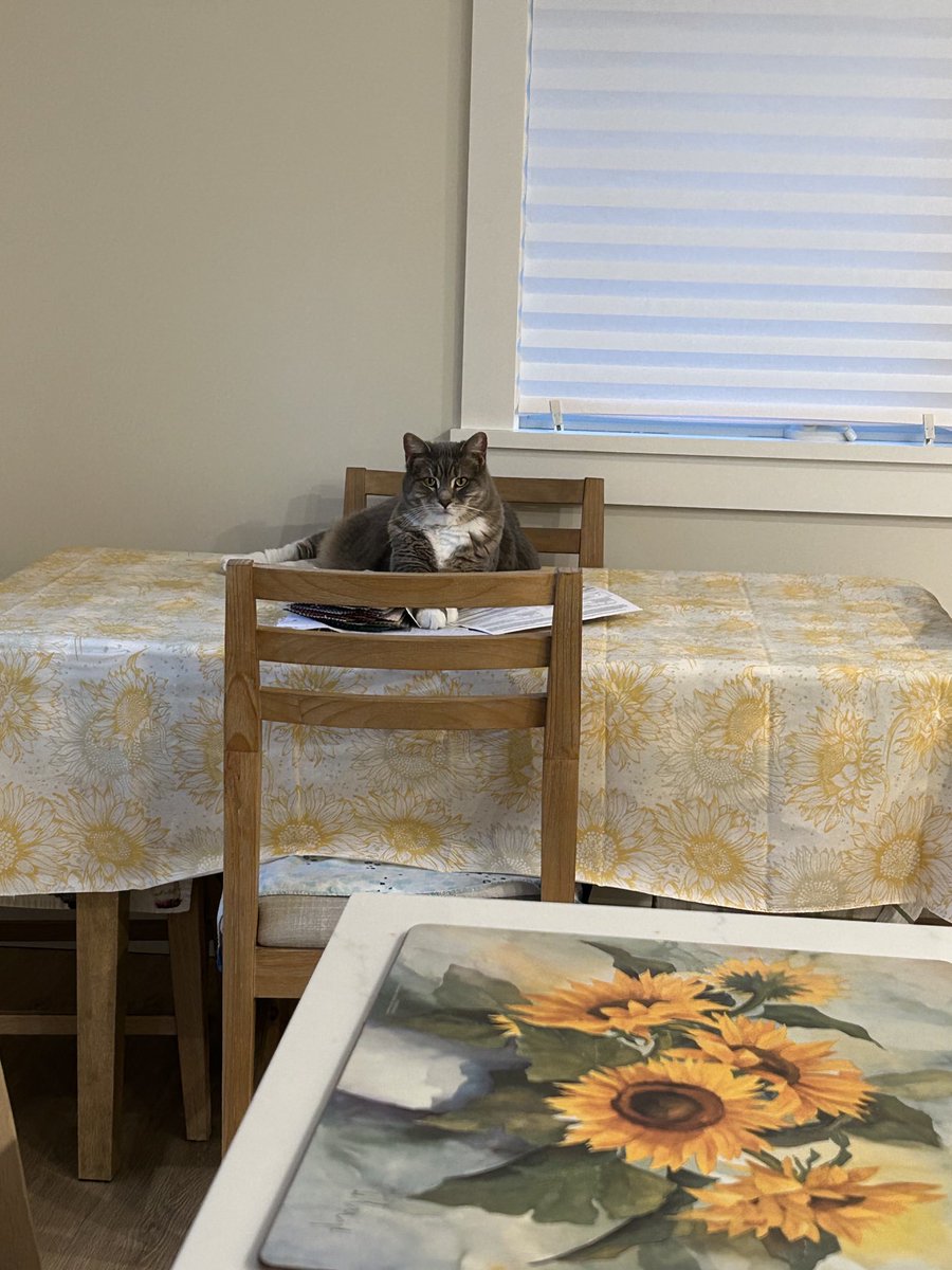 Happy #caturday I know I’m not suppose to be on the table, but so what🙀😹hope you all are having a pawsome day! Also thank you for the birthday wishes❤️Maggie (and Teddy) #catsarefamily,
#CatsOfX, #bekindalways 😽😻🥳🐕🐶🐈‍⬛🐾🇺🇸
