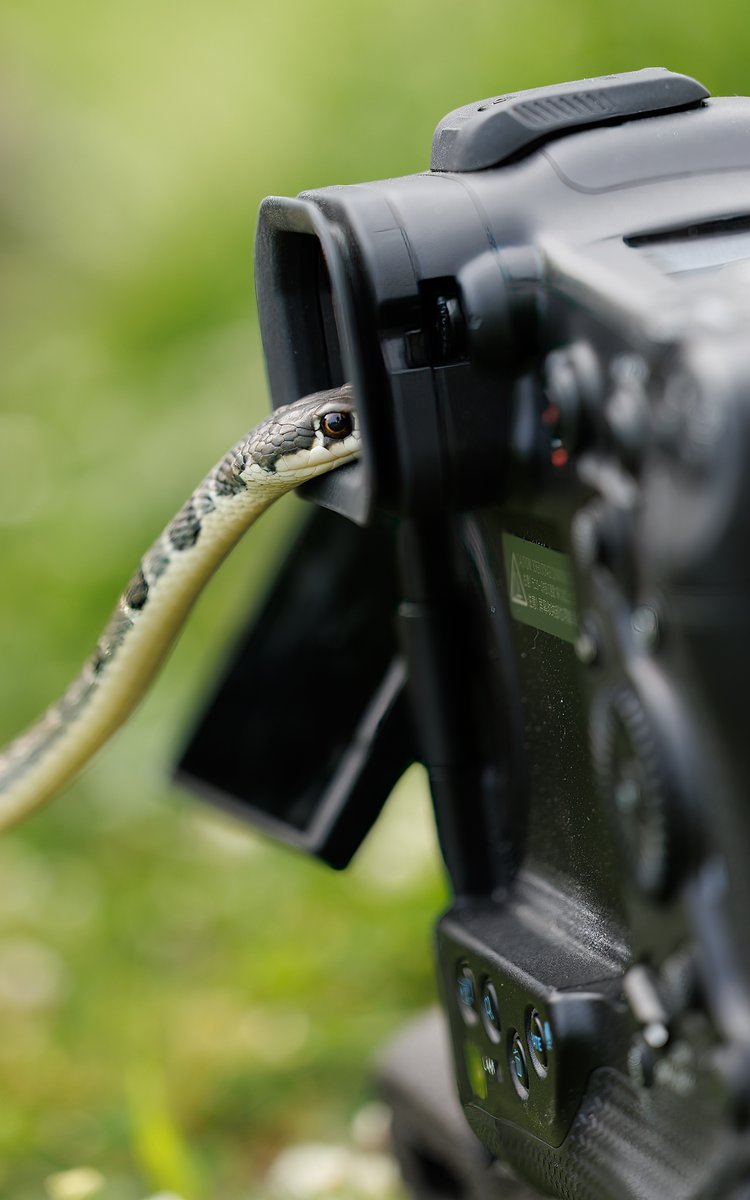 Dregsey's tweet photo. @CanonUKandIE 
Animal eye detection is awesome on the R1 ! https://t.co/ehkFpckGTa