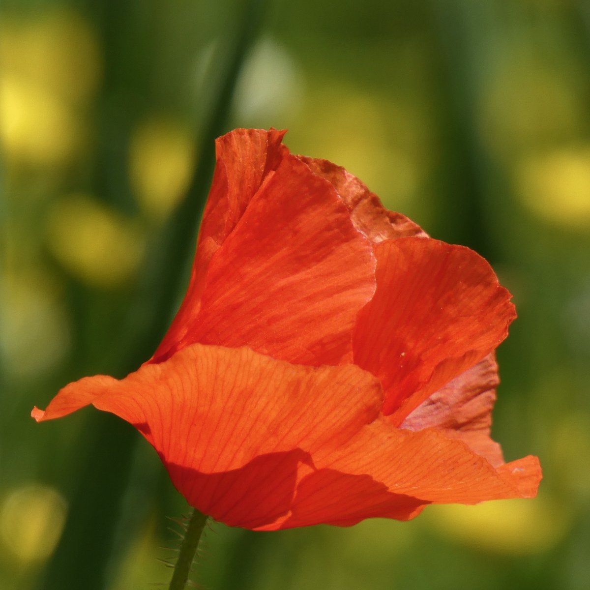 cboisseau4's tweet image. #red #colorline #together #rennes #brittany