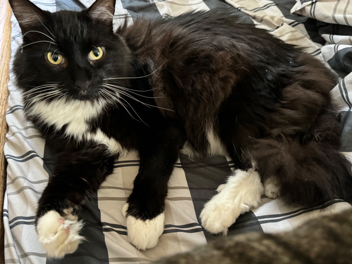 Paw waves! 
We had to create a new account because X won’t let us log into our original account.😿
Hopefully our friends will find us here and follow us.
Can #Hedgewatch please repost?
Thank you!
♥️🐾💙🐾🩶🤎