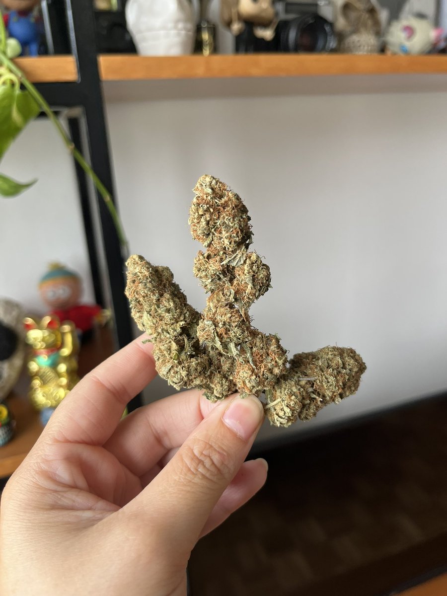 Kokonuguy's tweet photo. 😮‍💨😮‍💨😮‍💨😮‍💨

#WeedPorn #CannabisCommunity #BudShots #TrichomeTuesday #420Photography #DankBud #FrostyNugs #NugLife #GrowYourOwn #StickyIcky https://t.co/H5zD7CcdHQ
