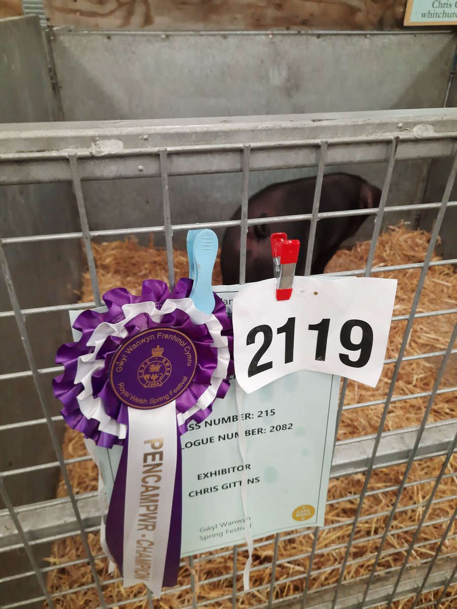 To finish off the day. A 1st with a pair of pigs and champion with three pigs across all breeds. We were up against 7 other breeds. What a day in mid Wales