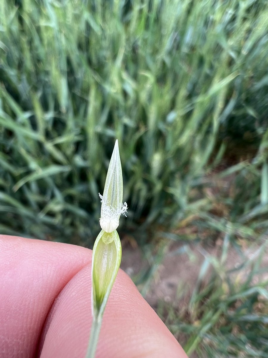 TheShow7488's tweet photo. Let the flowering begin. #Sww #Kraken #Coaxium #Dryland https://t.co/tWYT1UQ5Xa