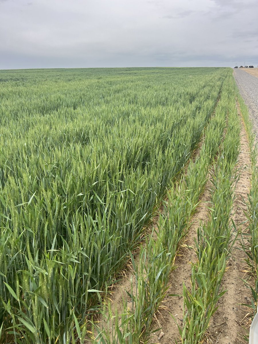 TheShow7488's tweet photo. Let the flowering begin. #Sww #Kraken #Coaxium #Dryland https://t.co/tWYT1UQ5Xa