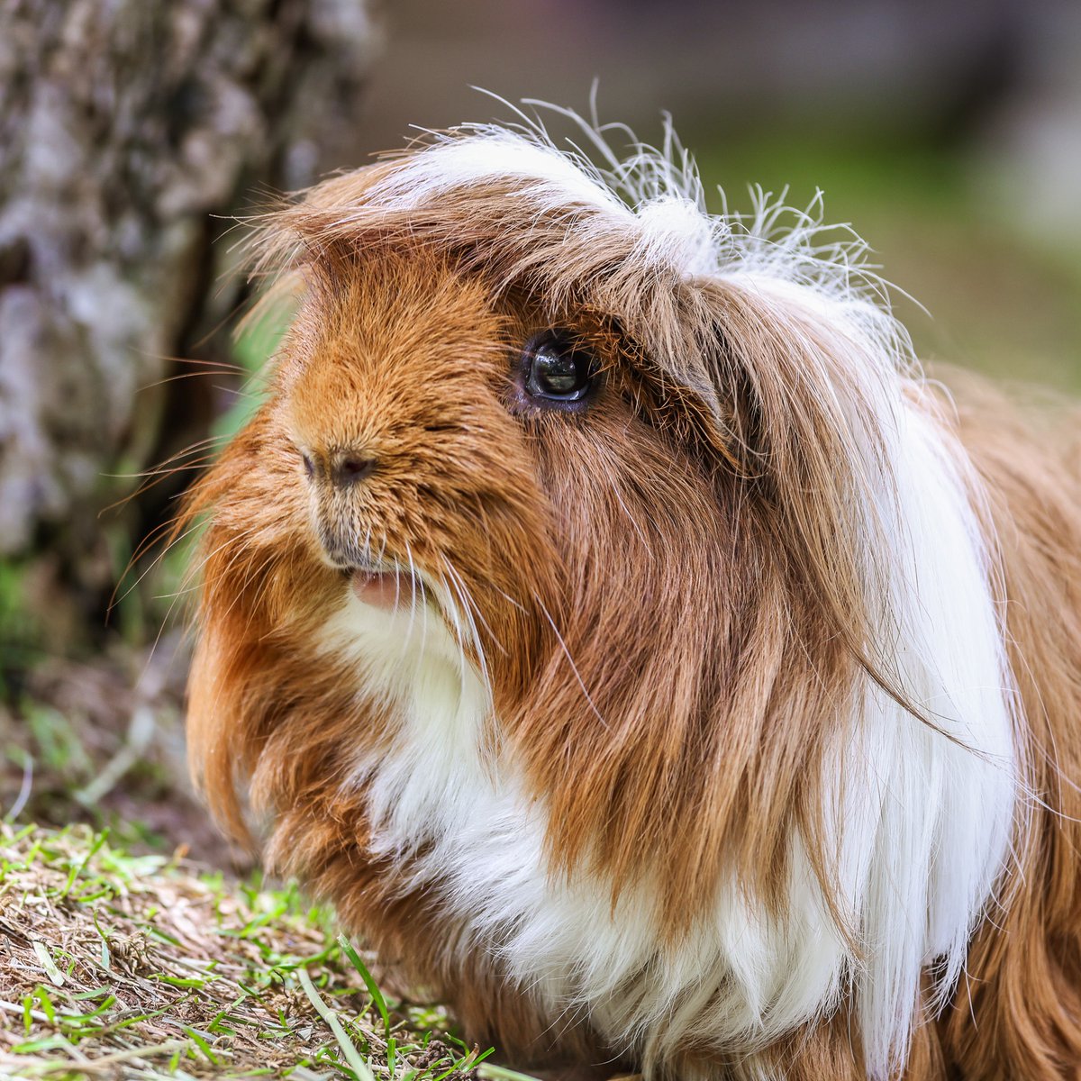Pantene still won’t share her haircare routine, but the volume speaks for itself. 🐹 💁‍♀️
