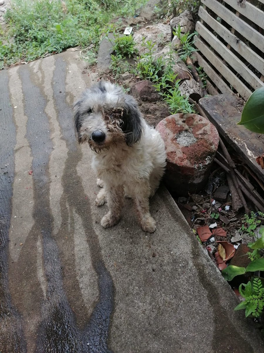 ApadrinaColitas's tweet photo. Golpeado en santa Ana 
Los duenos 
Nos an amenazados que si le ayudamos al perrito vamos a tener consecuencias 

Pasan dia y noche en la calle 
No les dan de comer y aun asi me amenazan 

La PNC no hizo nada cuando les llame al contrario se enojaron que les pedí ayuda https://t.co/cDGF1Sf3dY