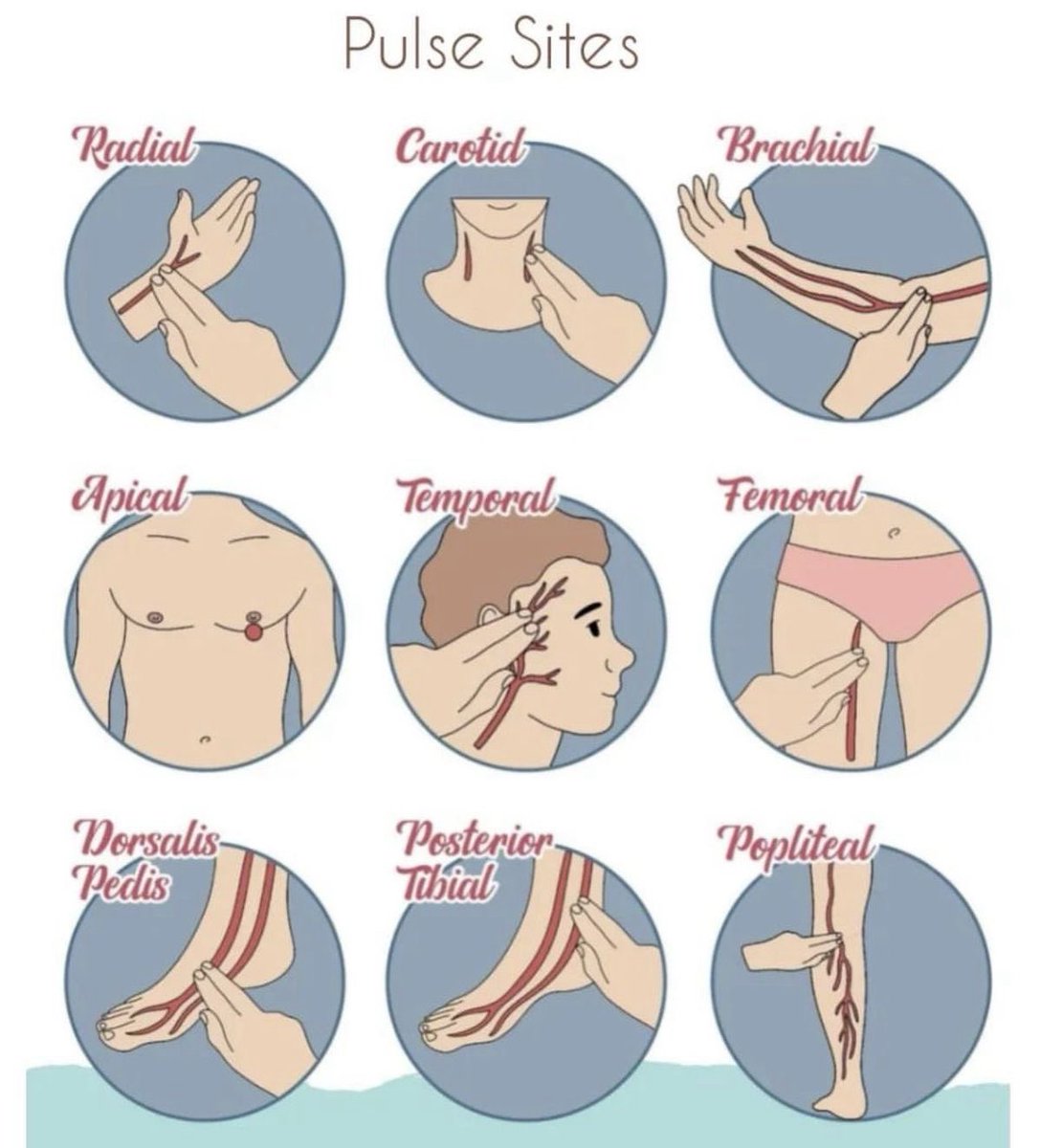 Pulse points