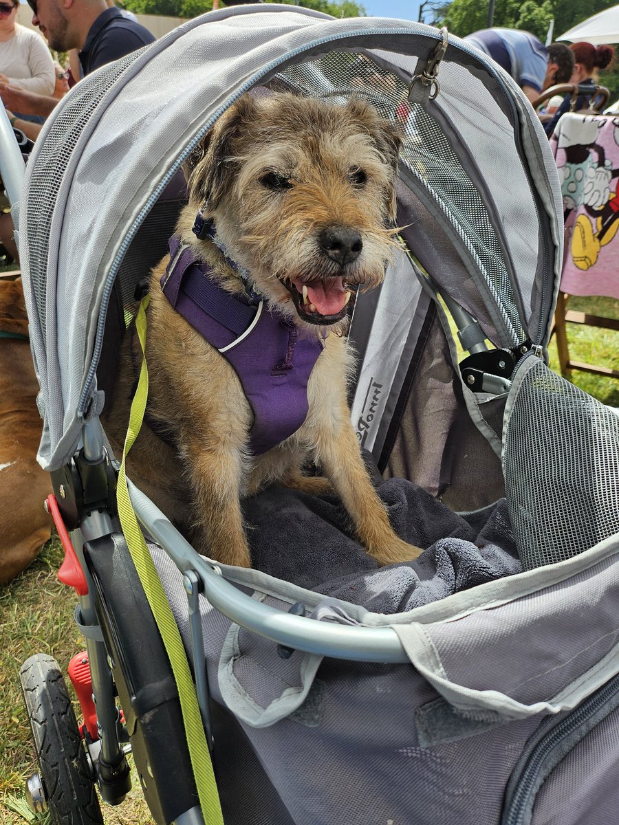 BorderRo's tweet photo. Here i am at #goodwoof 👋 https://t.co/iQFfUxu6EK