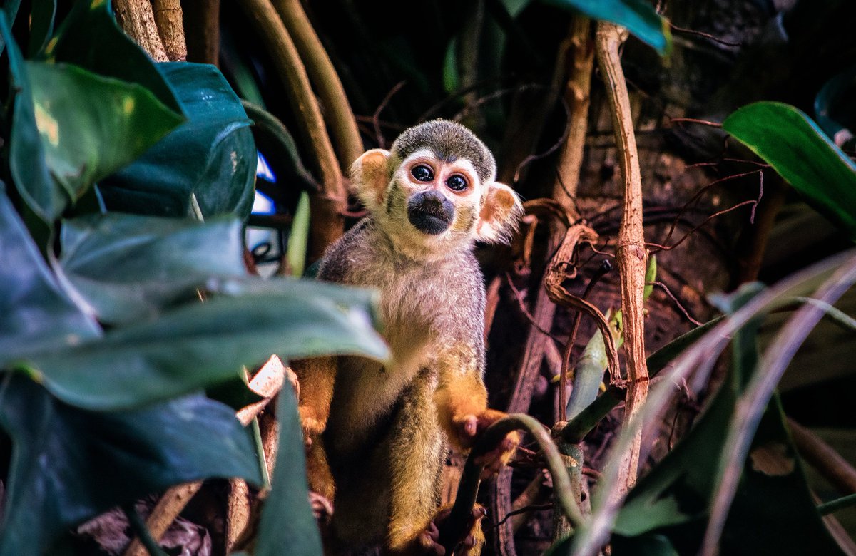 Lucas Morates tweet media