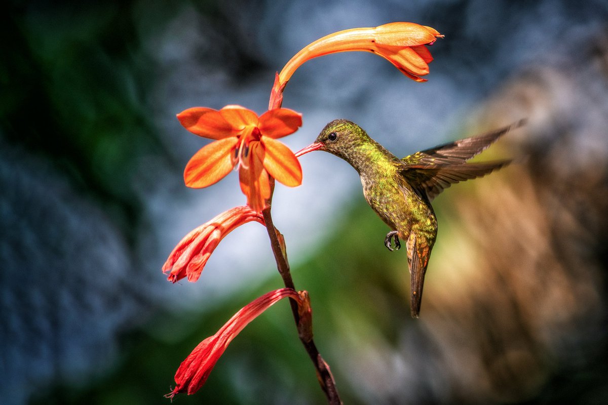 Lucas Morates tweet media