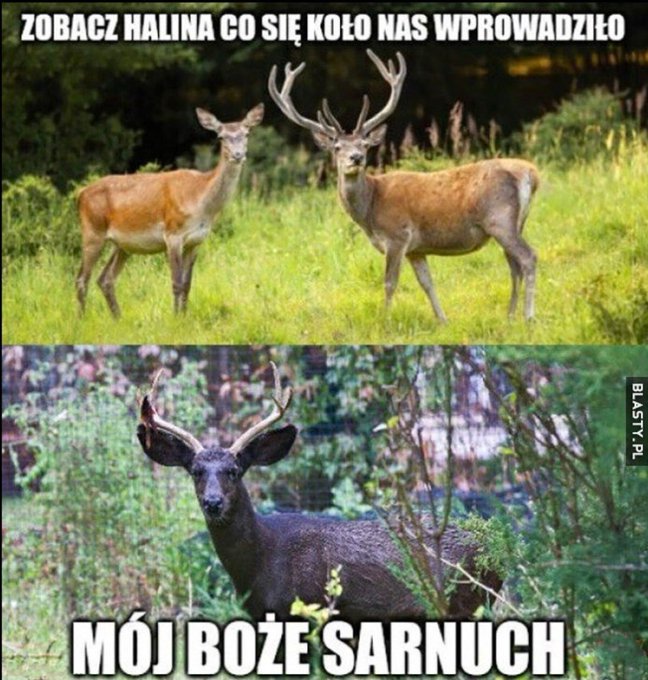 Obrazek