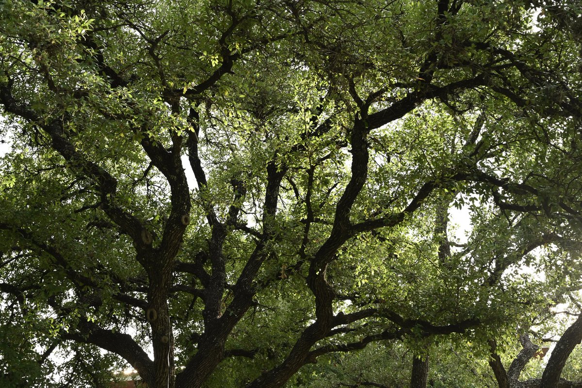 luiscencias's tweet image. 