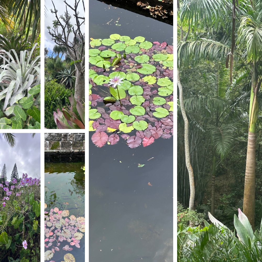 The stunning gardens of Golden Rock Inn, Nevis, for #SixOnSaturday truly divine! #caribbean #gardens